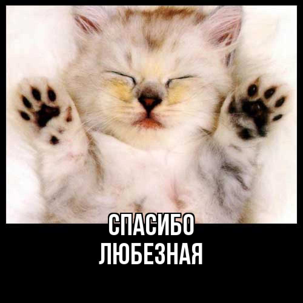 Открытка на каждый день с именем, любезная Спасибо маленький котенок Прикольная открытка с пожеланием онлайн скачать бесплатно 