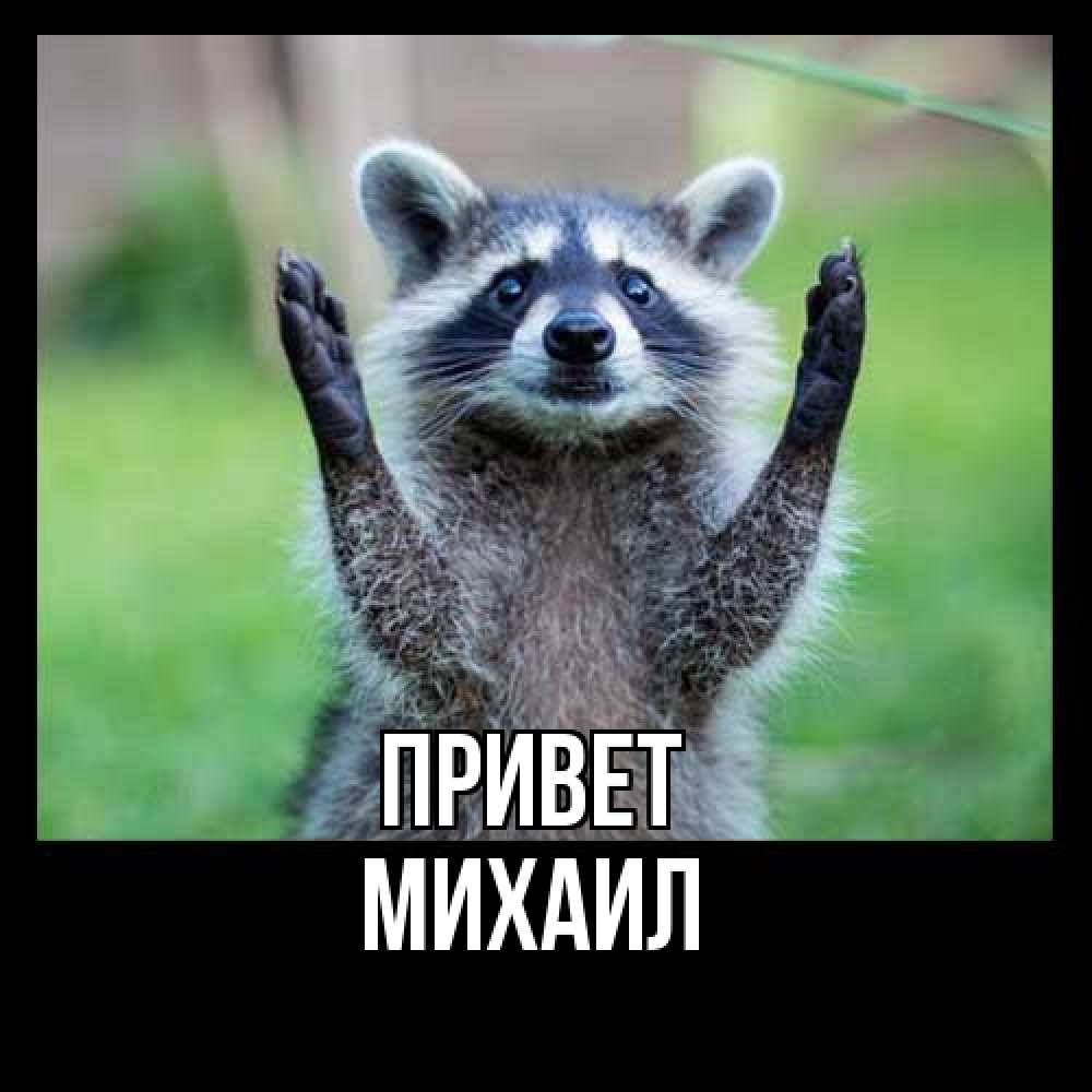 Открытка на каждый день с именем, Михаил Привет животные Прикольная открытка с пожеланием онлайн скачать бесплатно 
