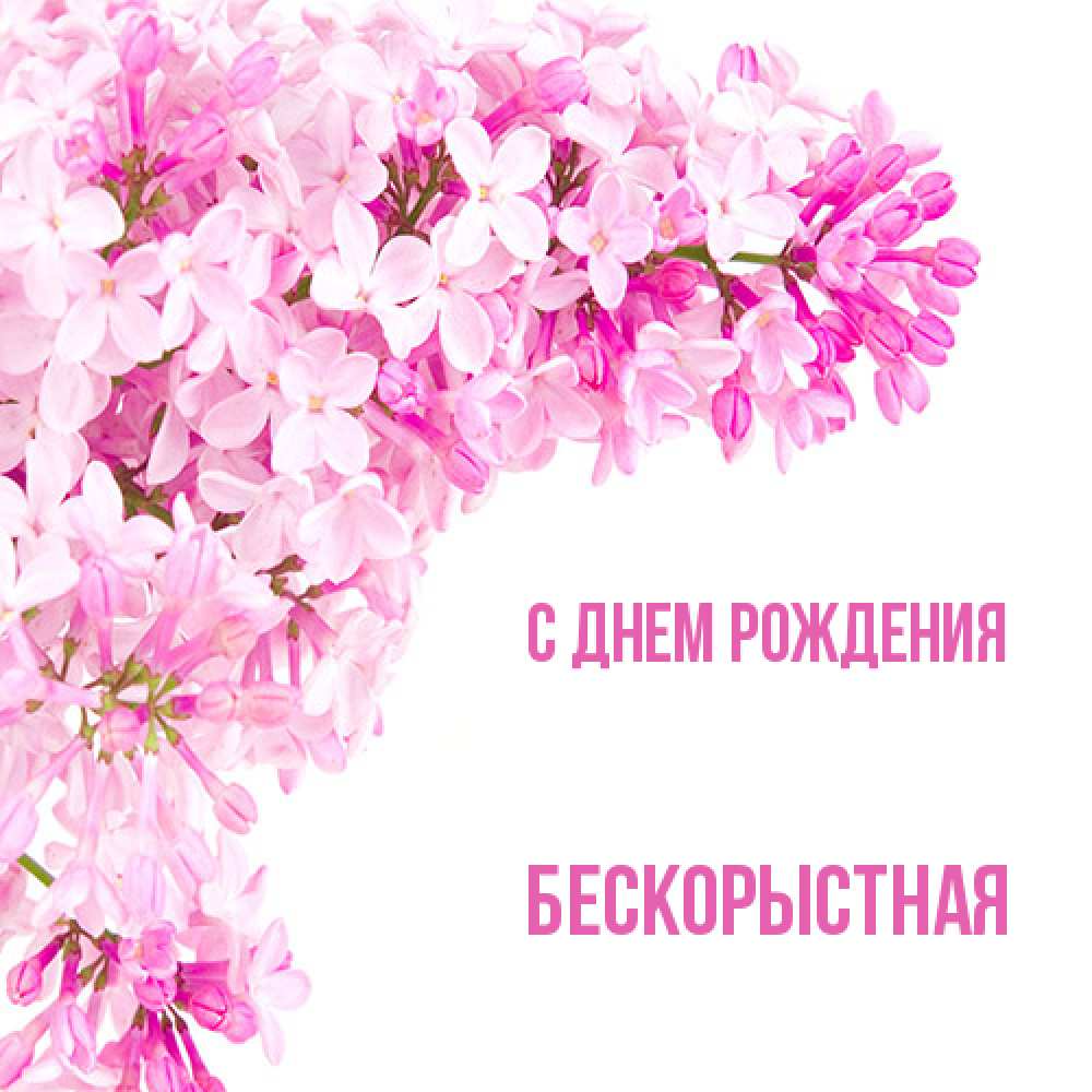 Открытка на каждый день с именем, Бескорыстная С днем рождения Сирень на белом фоне Прикольная открытка с пожеланием онлайн скачать бесплатно 