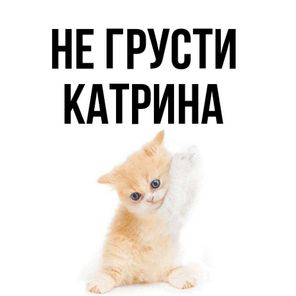 Открытка на каждый день с именем, Катрина Не грусти просящий кот Прикольная открытка с пожеланием онлайн скачать бесплатно 
