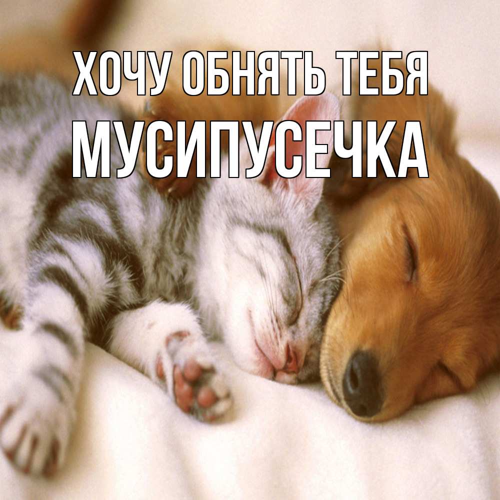 Открытка на каждый день с именем, Мусипусечка Хочу обнять тебя пес и котенок Прикольная открытка с пожеланием онлайн скачать бесплатно 