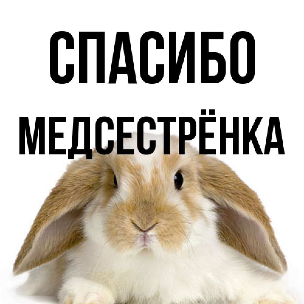Открытка на каждый день с именем, Медсестрёнка Спасибо коричнево белый заяц Прикольная открытка с пожеланием онлайн скачать бесплатно 