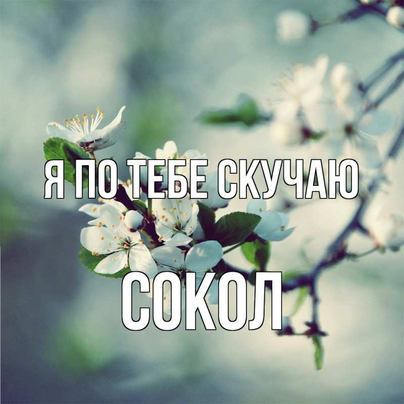 Картинка Я по тебе скучаю, Сокол