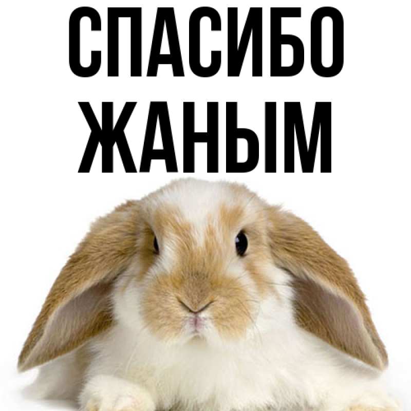 Картинка Спасибо, Жаным