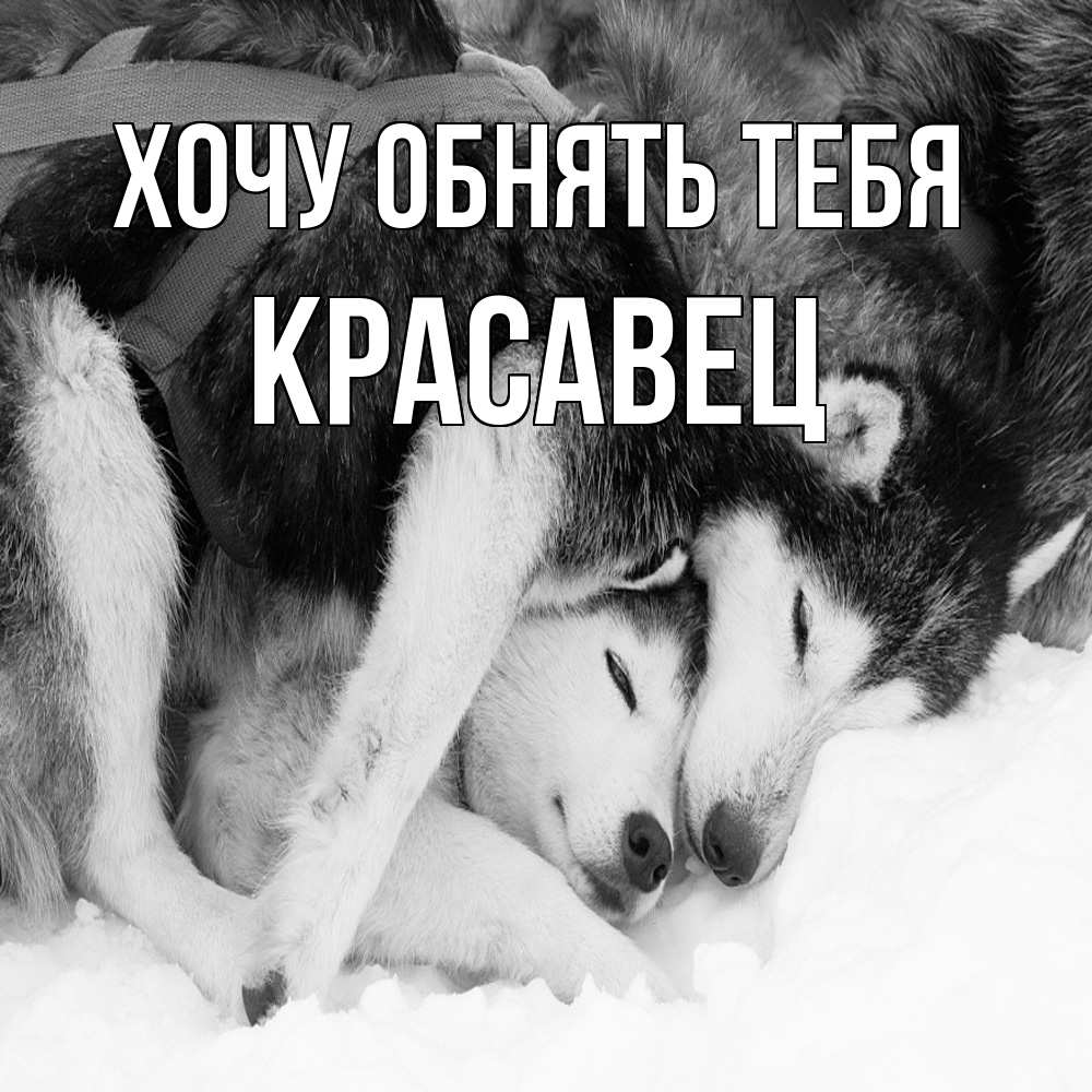 Открытка на каждый день с именем, Красавец Хочу обнять тебя собачки в упряжке Прикольная открытка с пожеланием онлайн скачать бесплатно 