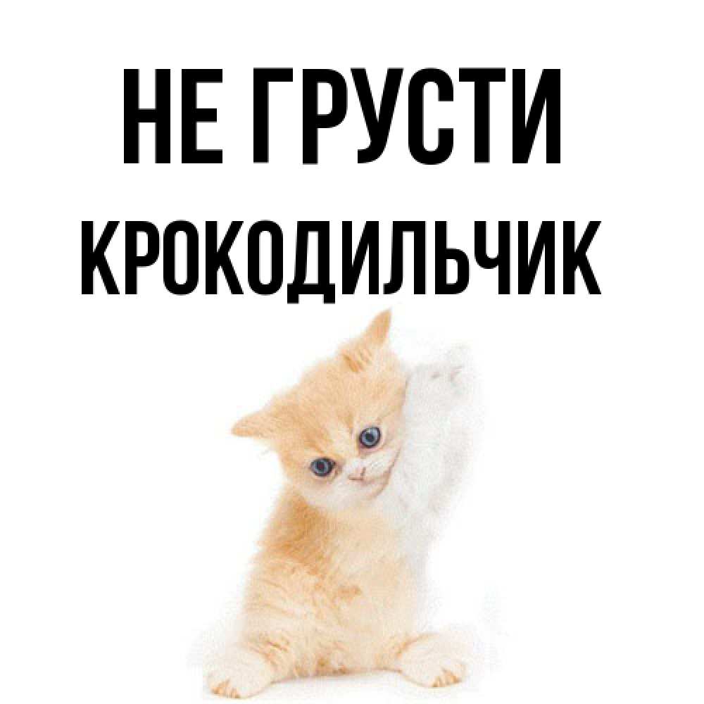 Открытка на каждый день с именем, Крокодильчик Не грусти просящий кот Прикольная открытка с пожеланием онлайн скачать бесплатно 