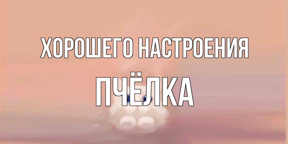 Открытка на каждый день с именем, Пчёлка Хорошего настроения кошка Прикольная открытка с пожеланием онлайн скачать бесплатно 