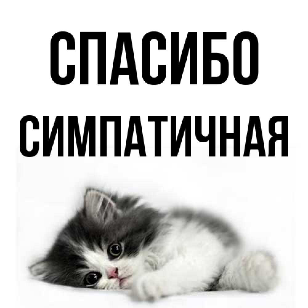 Открытка на каждый день с именем, симпатичная Спасибо черный и белый кот Прикольная открытка с пожеланием онлайн скачать бесплатно 