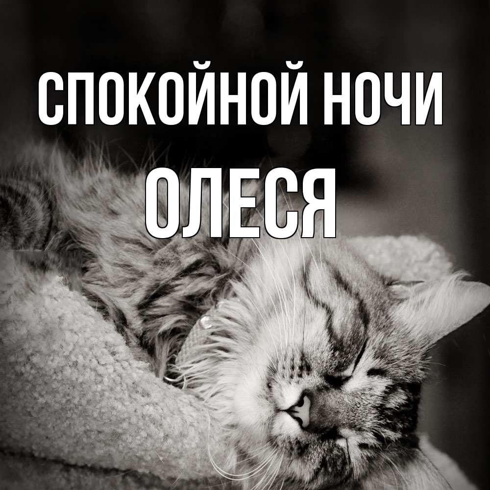 Открытка на каждый день с именем, Олеся Спокойной ночи котярик пушистый Прикольная открытка с пожеланием онлайн скачать бесплатно 