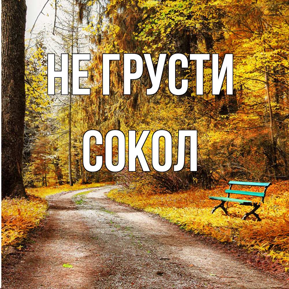 Открытка на каждый день с именем, Сокол Не грусти зеленая лавочка Прикольная открытка с пожеланием онлайн скачать бесплатно 