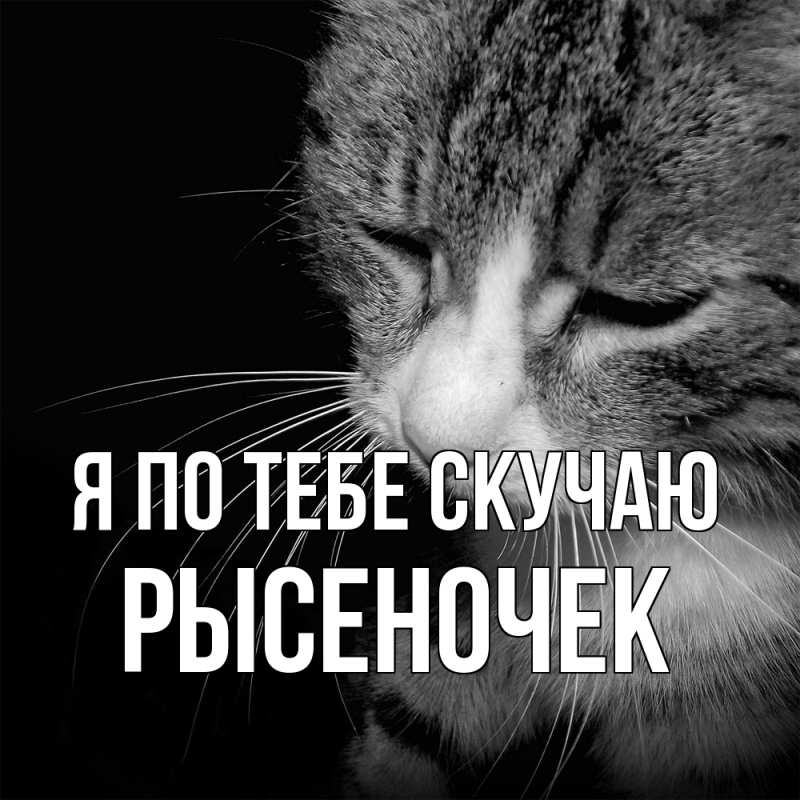 Картинка Я по тебе скучаю, Рысеночек