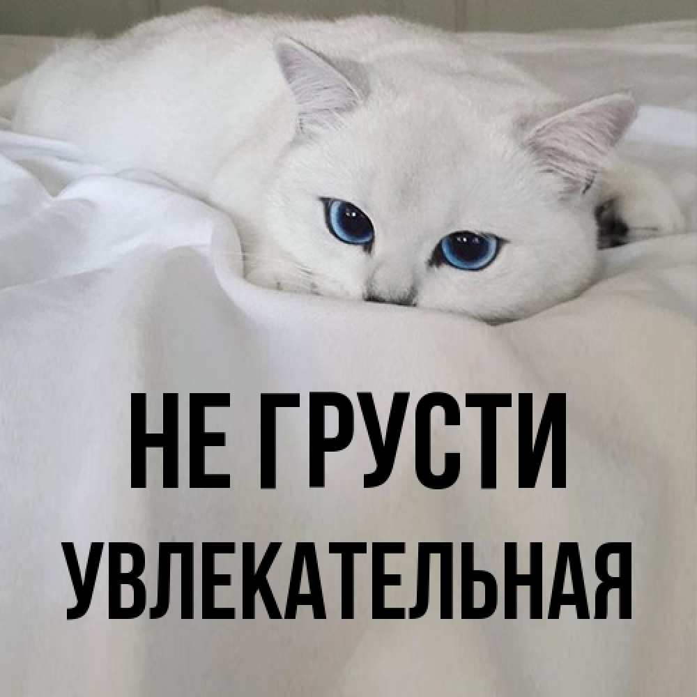 Открытка на каждый день с именем, Увлекательная Не грусти Голубоглазая кошка Прикольная открытка с пожеланием онлайн скачать бесплатно 