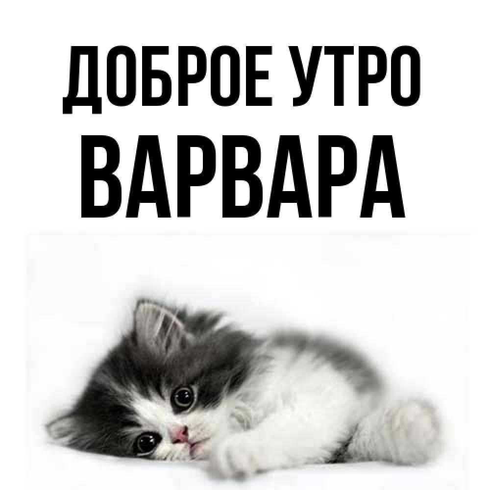 Открытка на каждый день с именем, Варвара Доброе утро кот лапки Прикольная открытка с пожеланием онлайн скачать бесплатно 