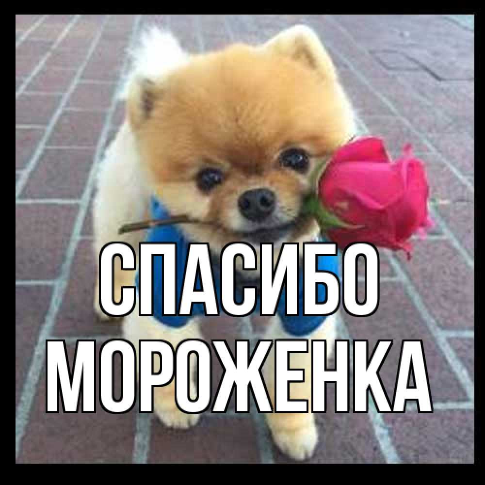 Открытка на каждый день с именем, Мороженка Спасибо спасибо и дарю тебе цветок Прикольная открытка с пожеланием онлайн скачать бесплатно 