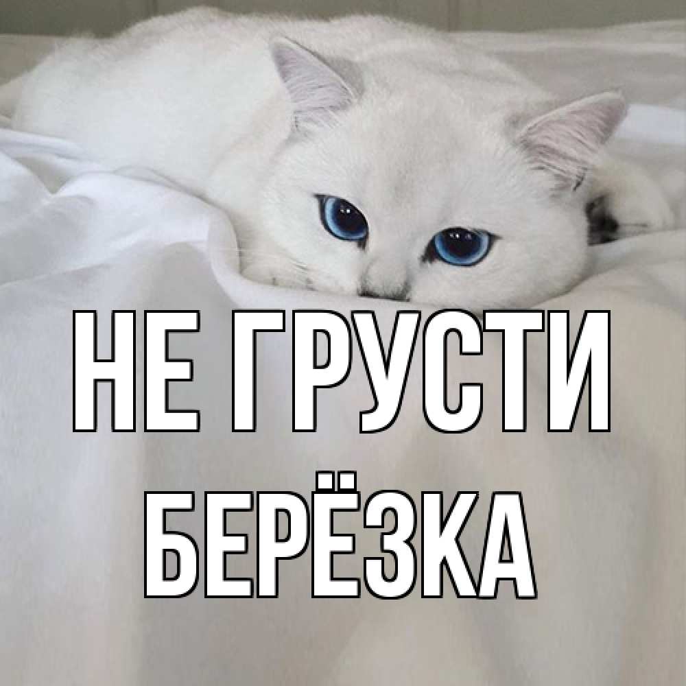 Открытка на каждый день с именем, Берёзка Не грусти белый кот с голубыми глазами на белоснежной кровати Прикольная открытка с пожеланием онлайн скачать бесплатно 