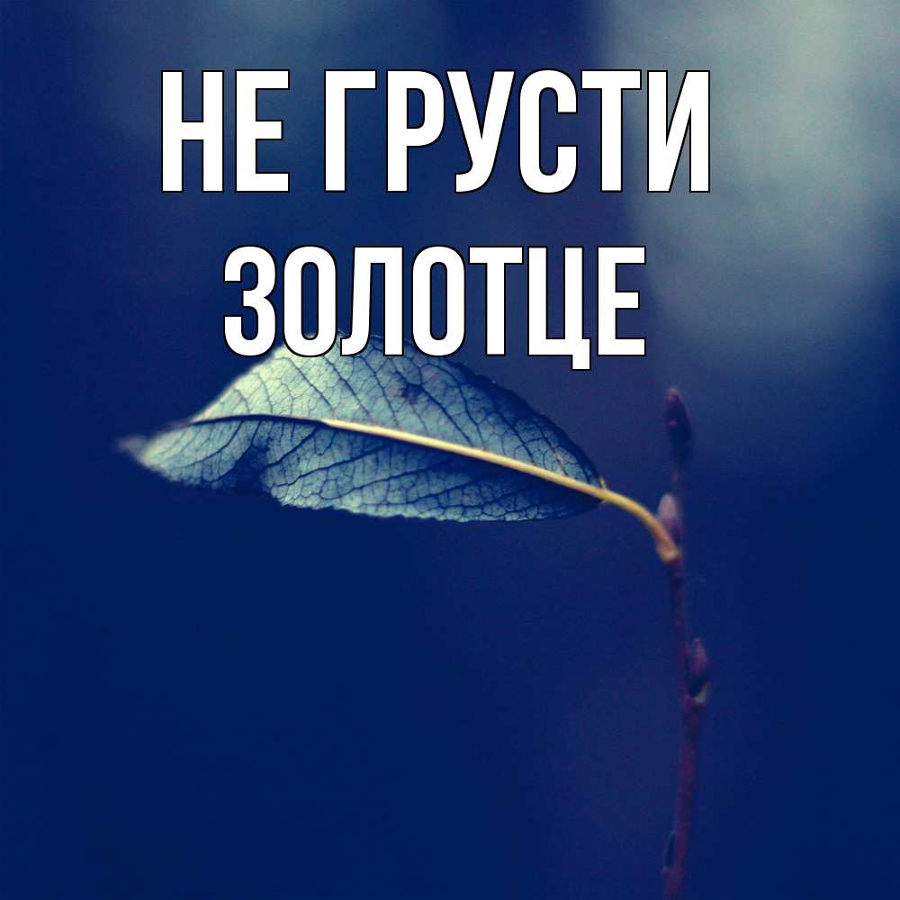 Открытка на каждый день с именем, Золотце Не грусти растение Прикольная открытка с пожеланием онлайн скачать бесплатно 
