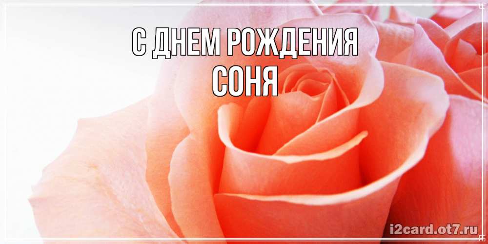 Открытка на каждый день с именем, Соня С днем рождения розы для поздравления с днем рождения Прикольная открытка с пожеланием онлайн скачать бесплатно 