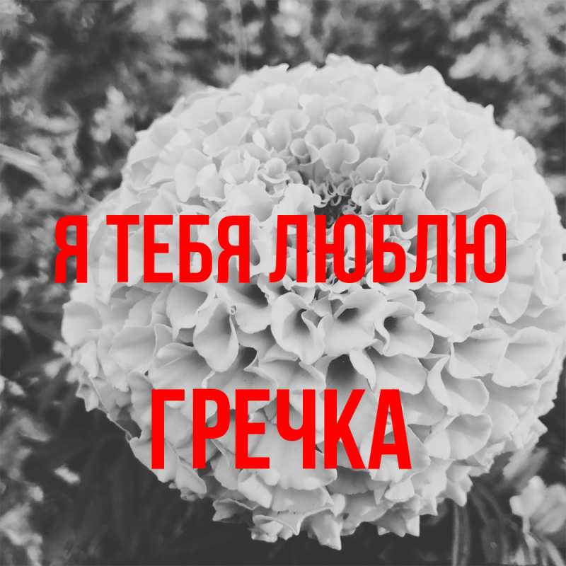 Картинка Я тебя люблю, Гречка