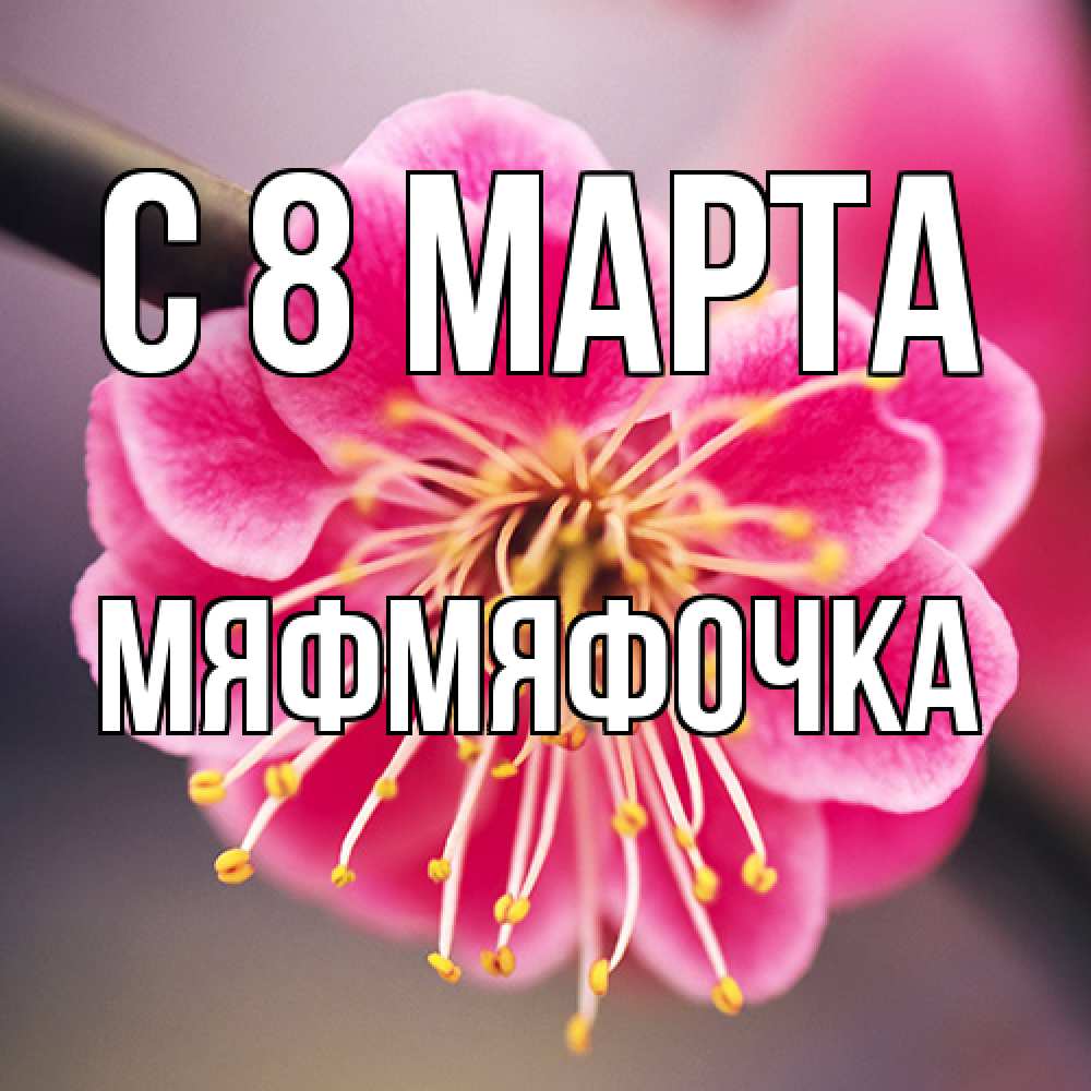 Открытка на каждый день с именем, мяфмяфочка C 8 МАРТА цветы Прикольная открытка с пожеланием онлайн скачать бесплатно 