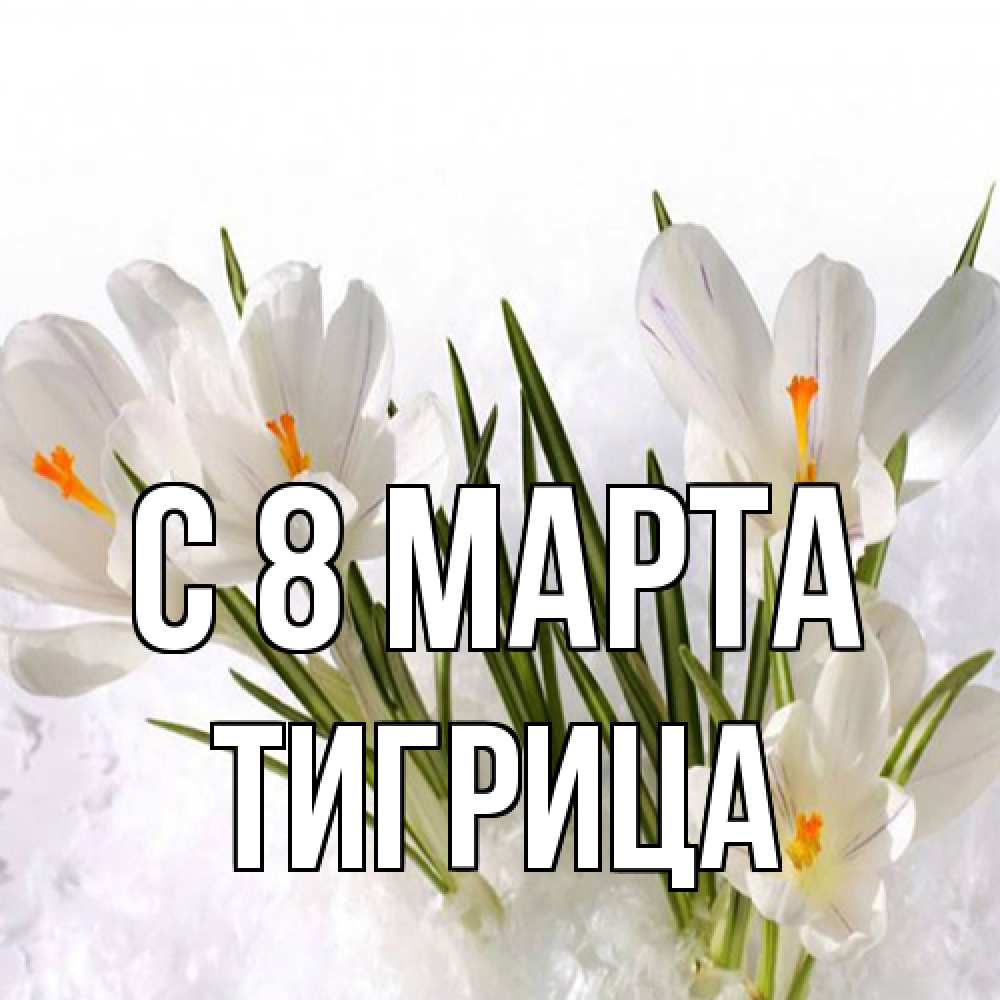 Открытка на каждый день с именем, Тигрица C 8 МАРТА под снегом Прикольная открытка с пожеланием онлайн скачать бесплатно 