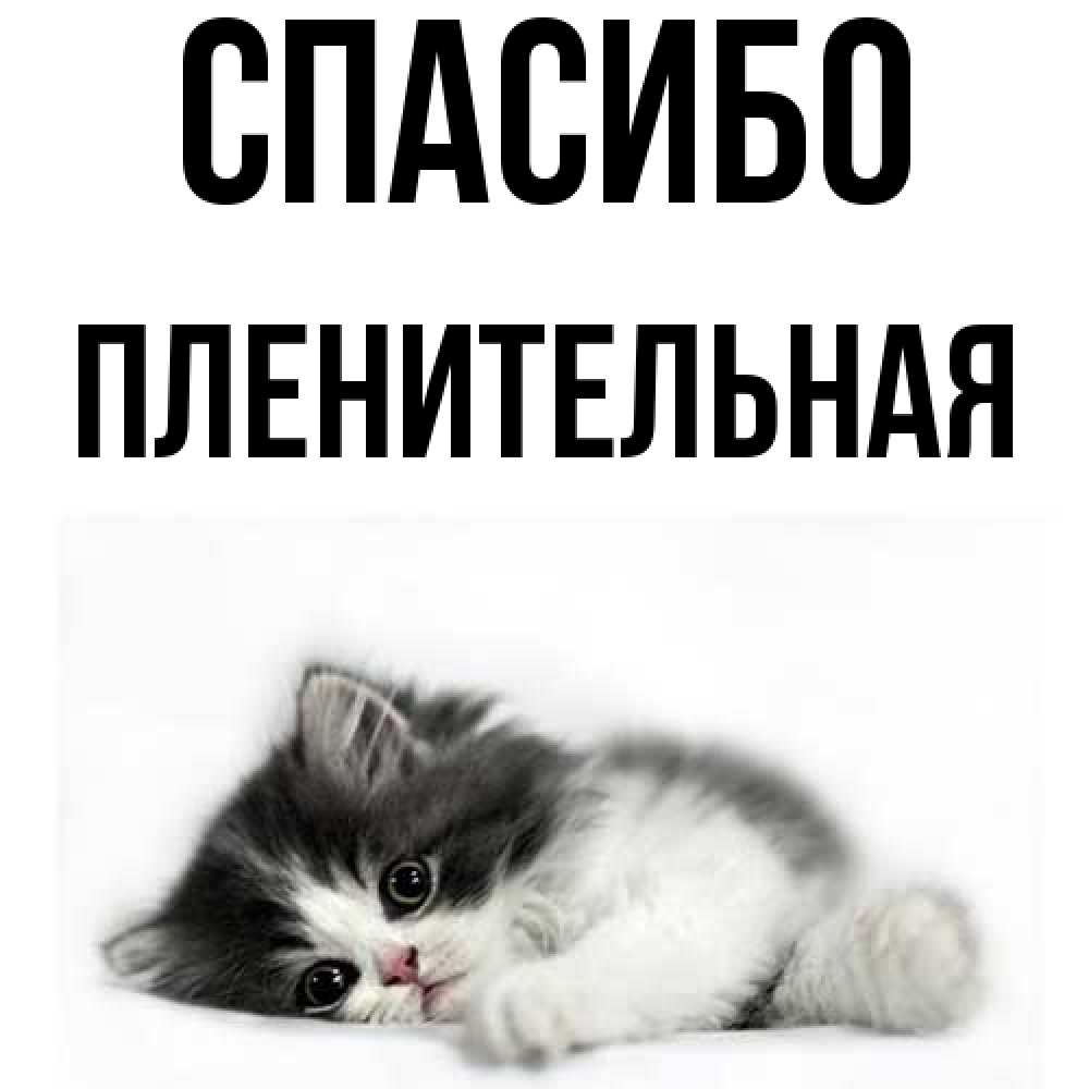 Открытка на каждый день с именем, пленительная Спасибо черный и белый кот Прикольная открытка с пожеланием онлайн скачать бесплатно 