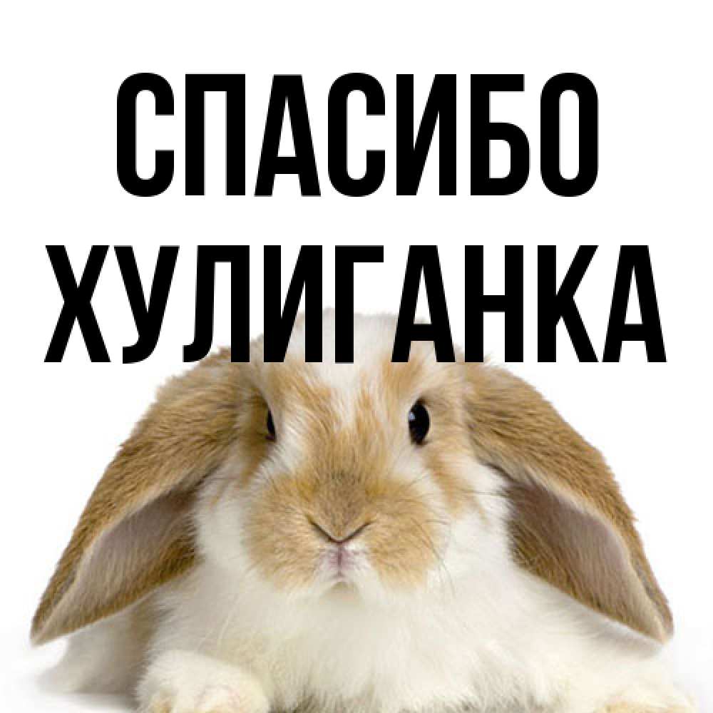 Открытка на каждый день с именем, Хулиганка Спасибо коричнево белый заяц Прикольная открытка с пожеланием онлайн скачать бесплатно 