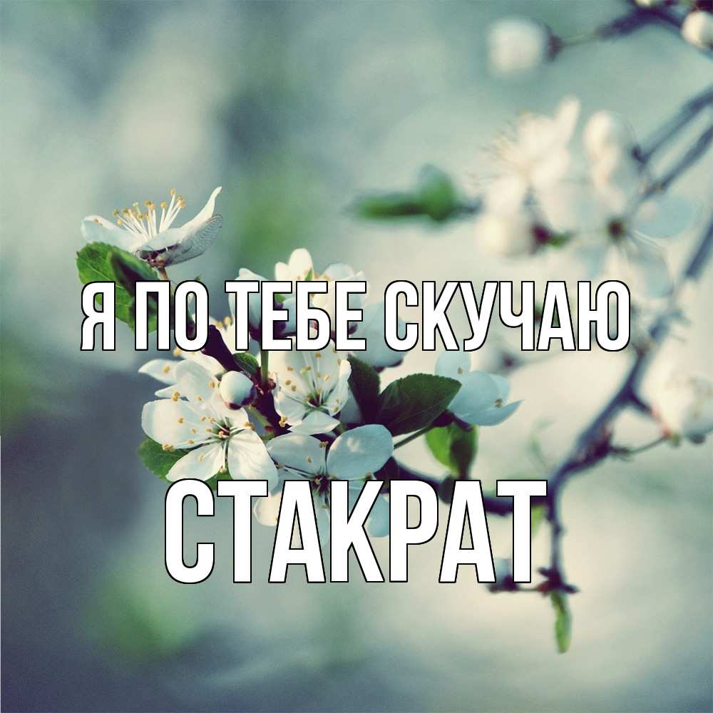 Открытка на каждый день с именем, Стакрат Я по тебе скучаю весна Прикольная открытка с пожеланием онлайн скачать бесплатно 