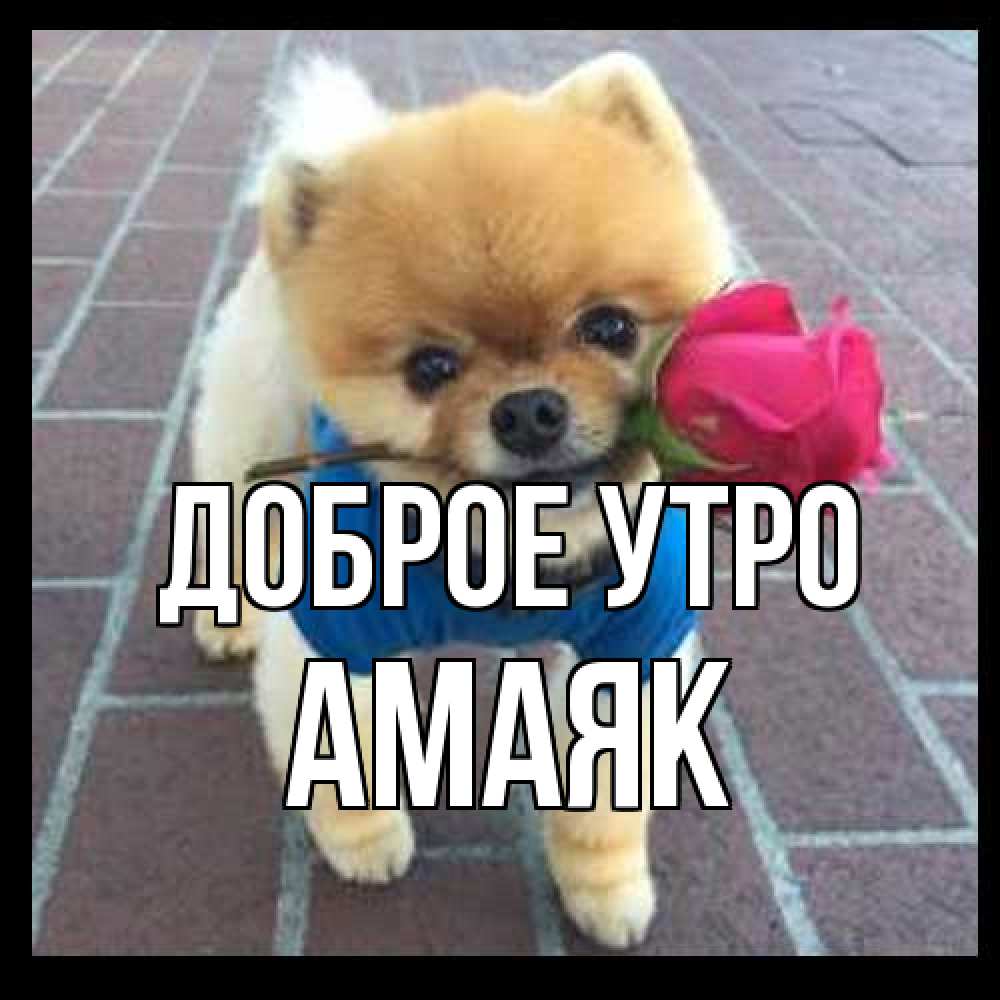 Открытка на каждый день с именем, Амаяк Доброе утро роза в зубах Прикольная открытка с пожеланием онлайн скачать бесплатно 