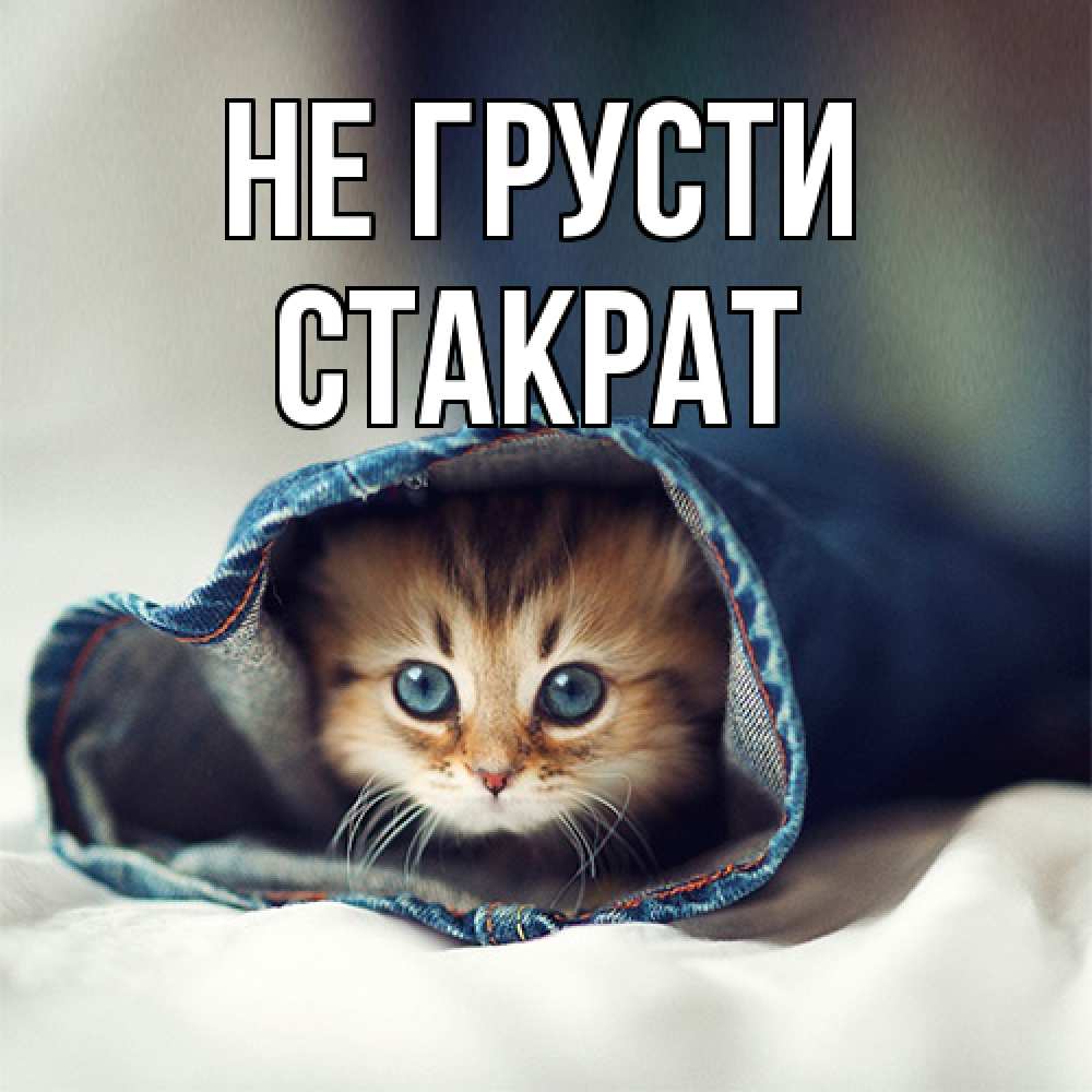 Открытка на каждый день с именем, Стакрат Не грусти кот в одежде Прикольная открытка с пожеланием онлайн скачать бесплатно 