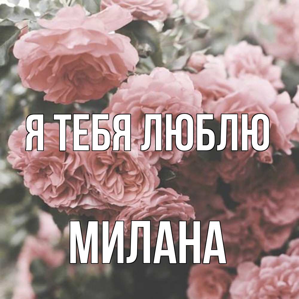Открытка на каждый день с именем, Милана Я тебя люблю розы 3 Прикольная открытка с пожеланием онлайн скачать бесплатно 