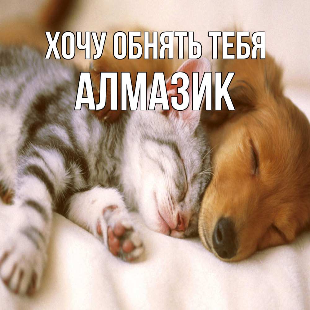 Открытка на каждый день с именем, Алмазик Хочу обнять тебя пес и котенок Прикольная открытка с пожеланием онлайн скачать бесплатно 