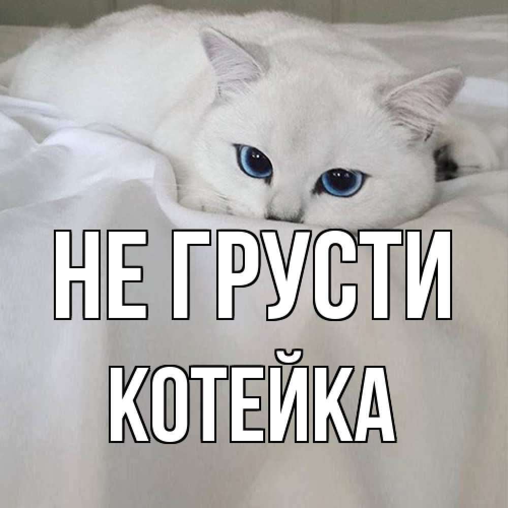Открытка на каждый день с именем, Котейка Не грусти белый кот с голубыми глазами на белоснежной кровати Прикольная открытка с пожеланием онлайн скачать бесплатно 