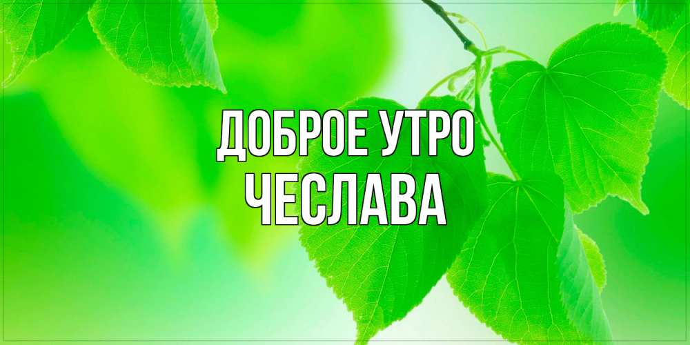 Открытка на каждый день с именем, Чеслава Доброе утро доброе утро с березовыми листьями Прикольная открытка с пожеланием онлайн скачать бесплатно 