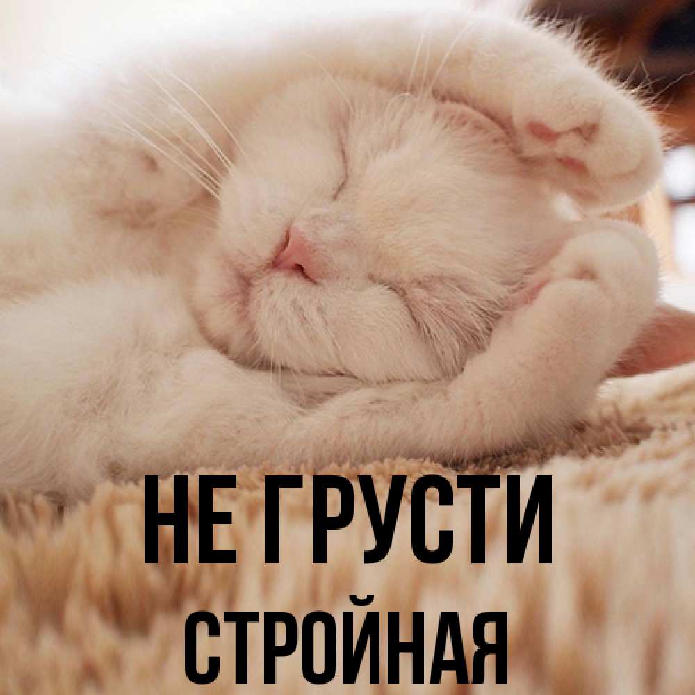 Открытка на каждый день с именем, Стpойная Не грусти Котенок спит Прикольная открытка с пожеланием онлайн скачать бесплатно 