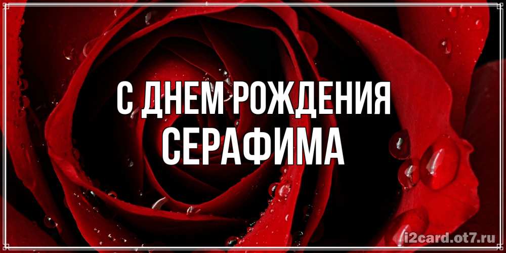 Открытка на каждый день с именем, Серафима С днем рождения крупная бордовая роза Прикольная открытка с пожеланием онлайн скачать бесплатно 