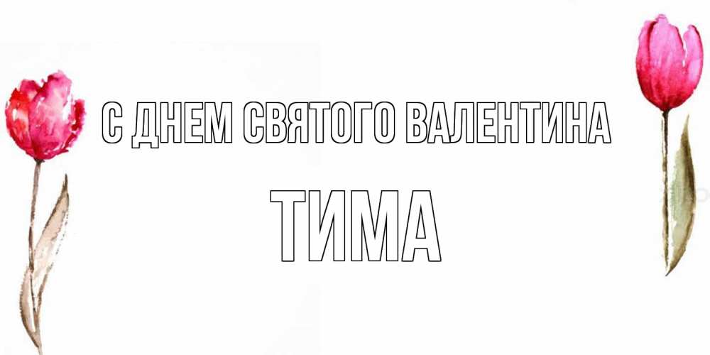 Открытка на каждый день с именем, Тима С днем Святого Валентина Открытки на день всех влюбленных с тюльпанами акварелью Прикольная открытка с пожеланием онлайн скачать бесплатно 