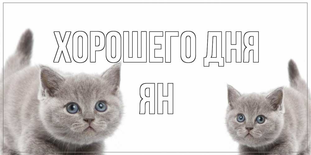 Открытка на каждый день с именем, Ян Хорошего дня открытка с котами Прикольная открытка с пожеланием онлайн скачать бесплатно 