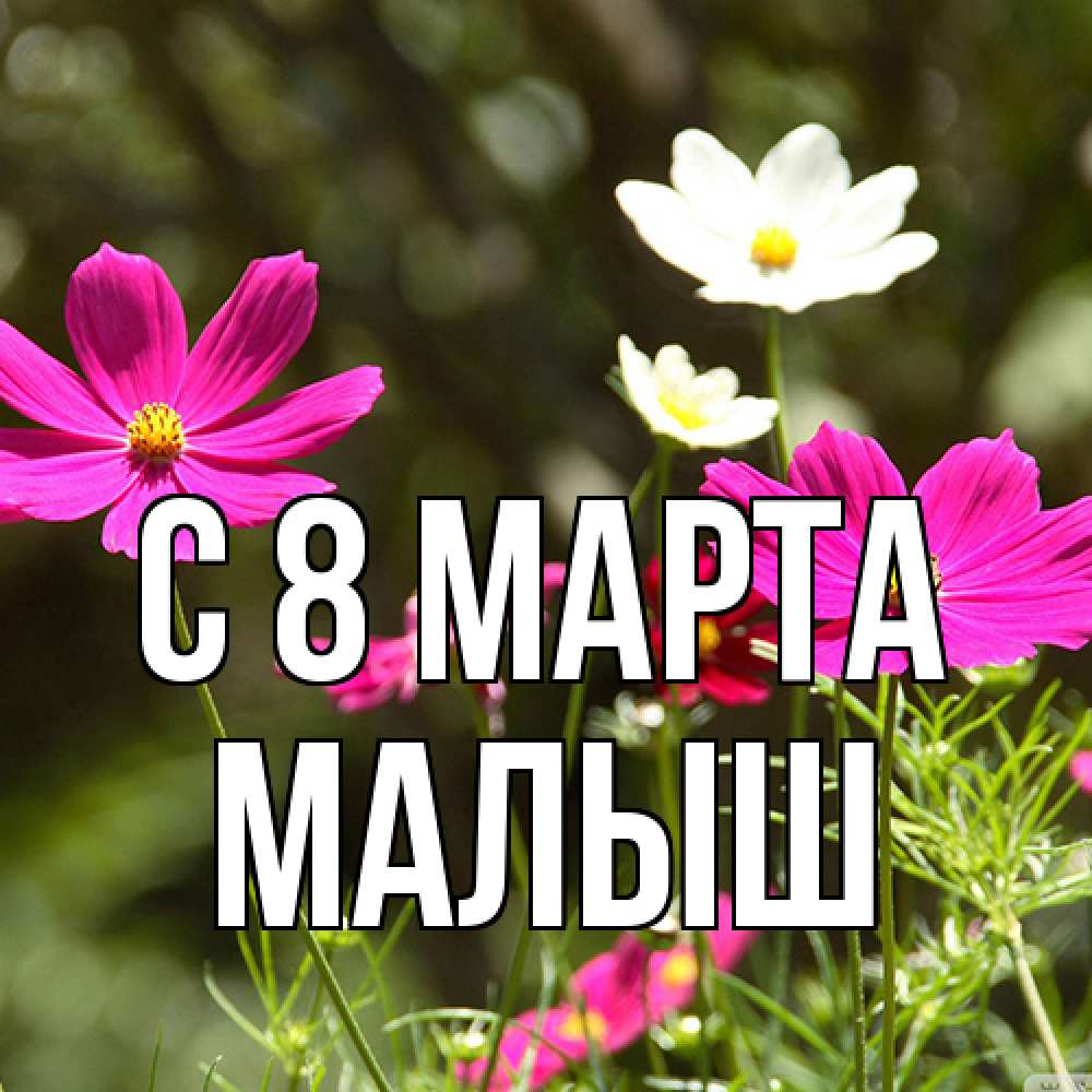 Открытка на каждый день с именем, Малыш C 8 МАРТА цветы Прикольная открытка с пожеланием онлайн скачать бесплатно 