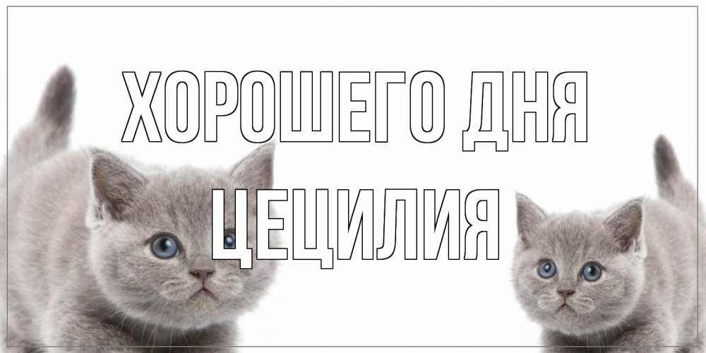 Открытка на каждый день с именем, Цецилия Хорошего дня открытка с котами Прикольная открытка с пожеланием онлайн скачать бесплатно 
