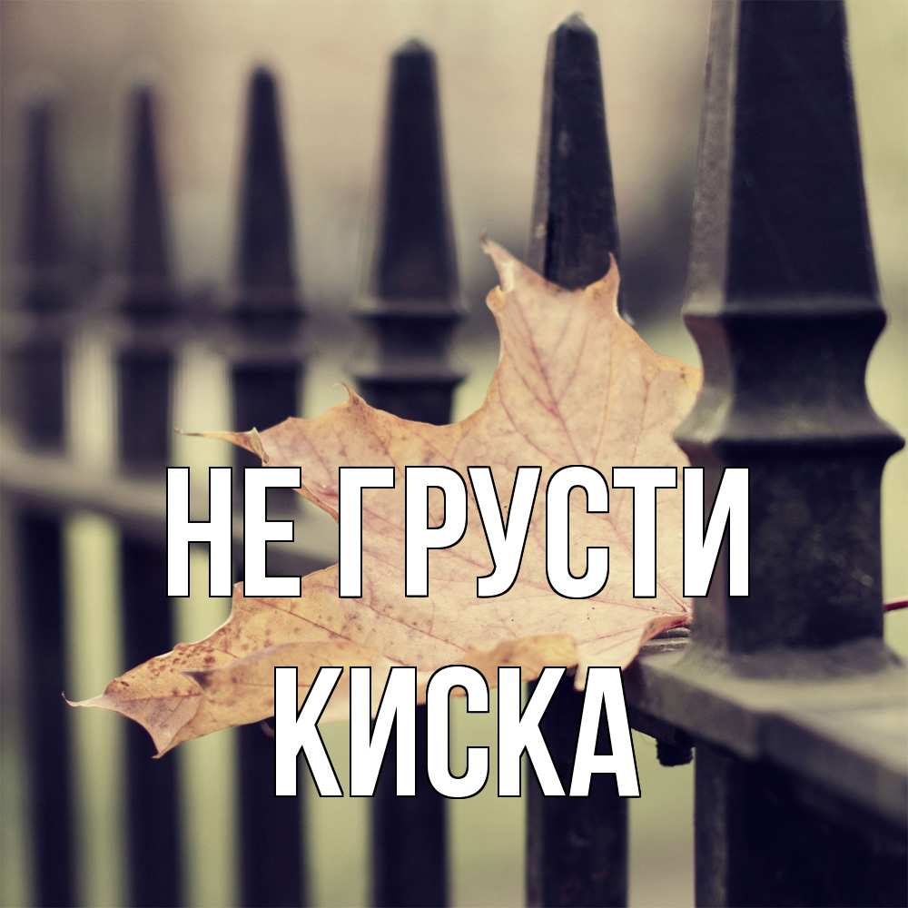 Открытка на каждый день с именем, Киска Не грусти лист клена Прикольная открытка с пожеланием онлайн скачать бесплатно 