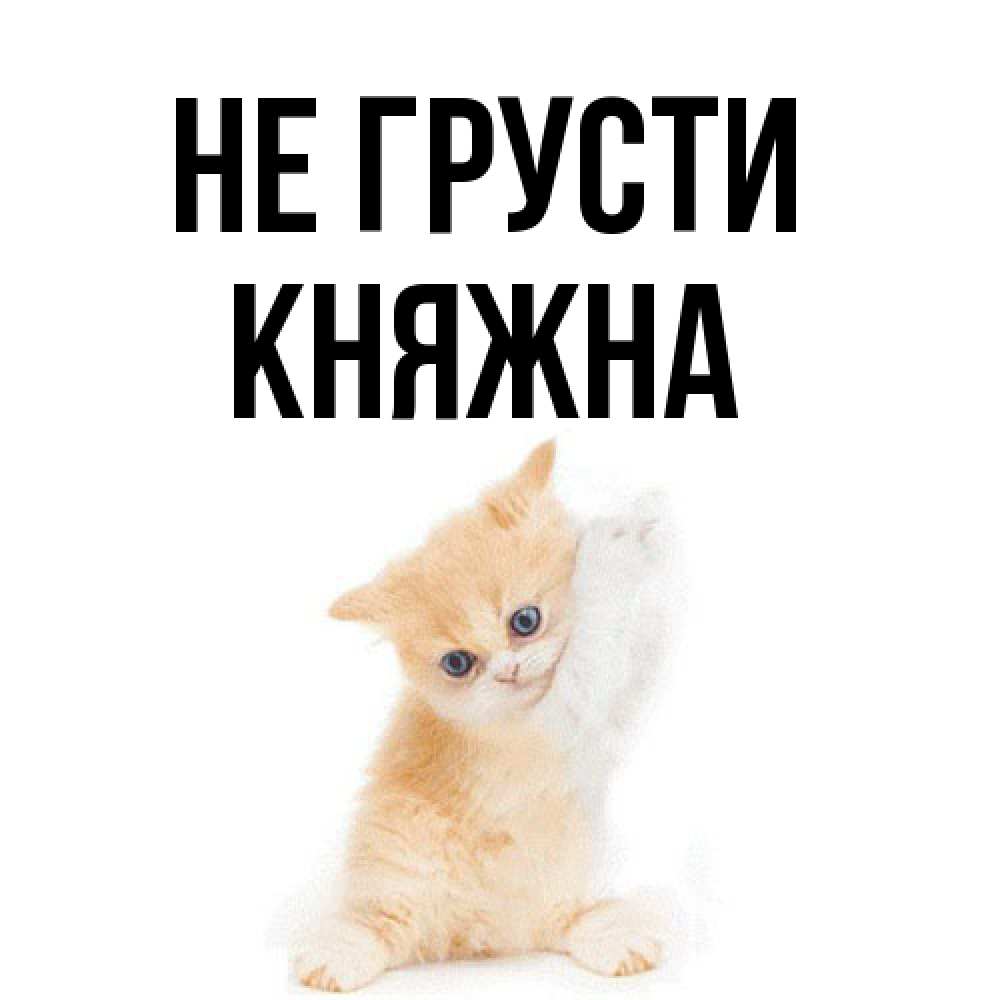 Открытка на каждый день с именем, Княжна Не грусти просящий кот Прикольная открытка с пожеланием онлайн скачать бесплатно 