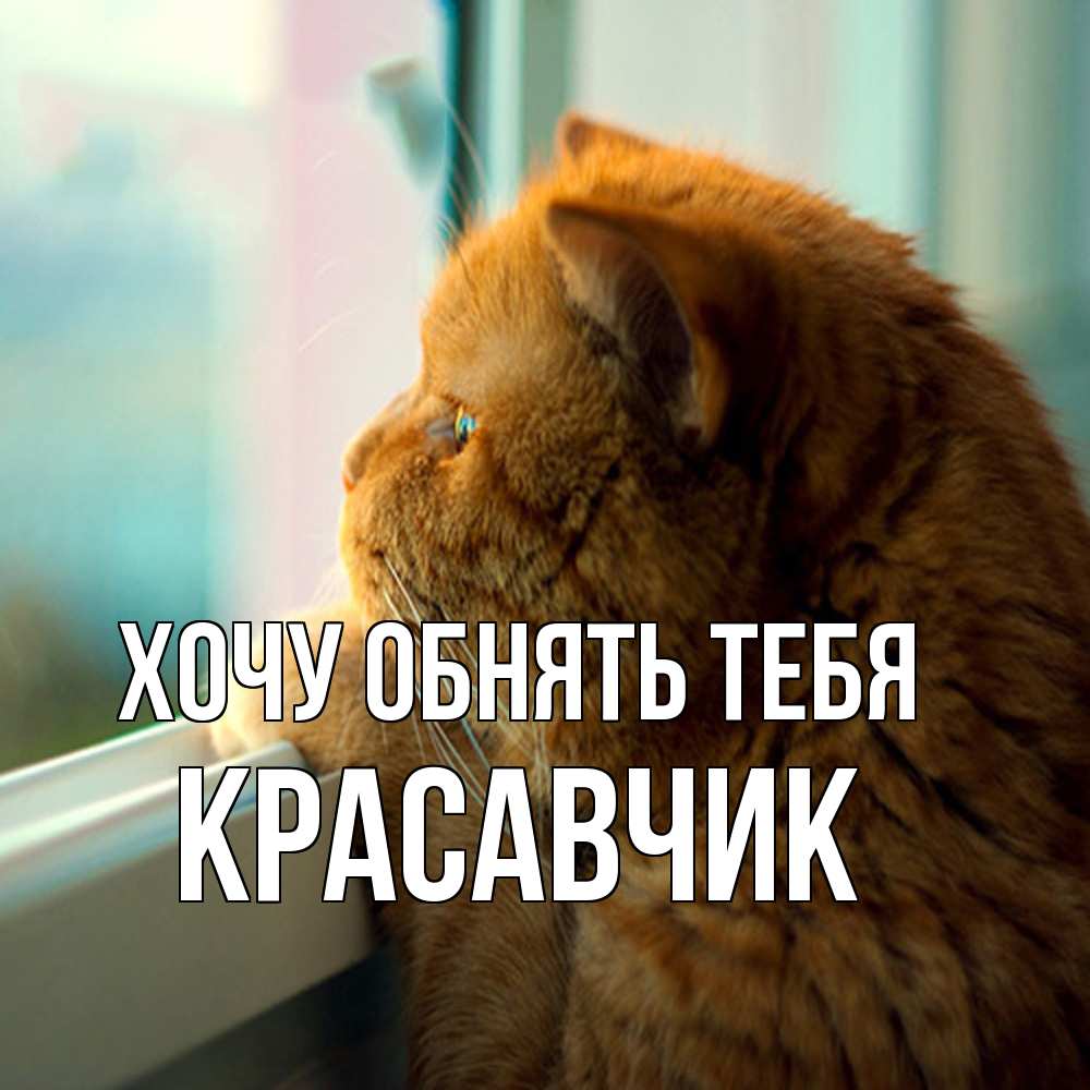 Открытка на каждый день с именем, Красавчик Хочу обнять тебя большой огромный рыжий котяра Прикольная открытка с пожеланием онлайн скачать бесплатно 