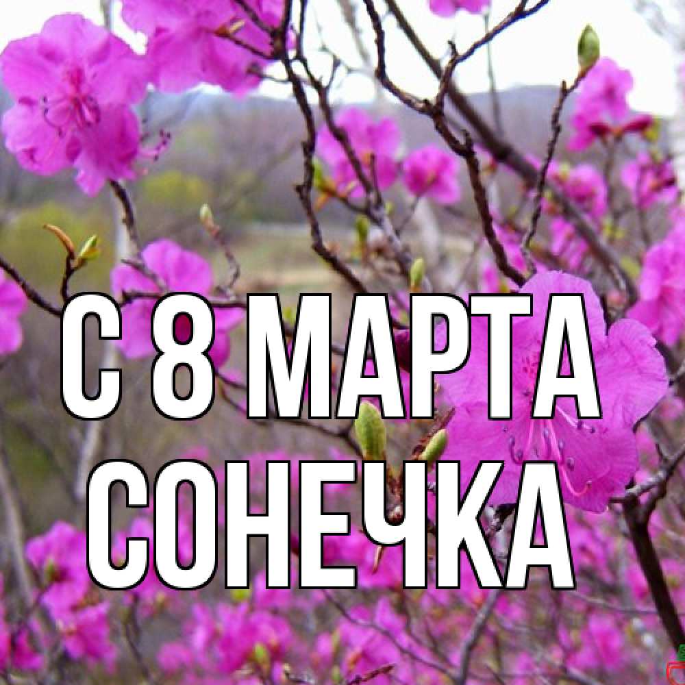 Открытка на каждый день с именем, Сонечка C 8 МАРТА международный женский день Прикольная открытка с пожеланием онлайн скачать бесплатно 