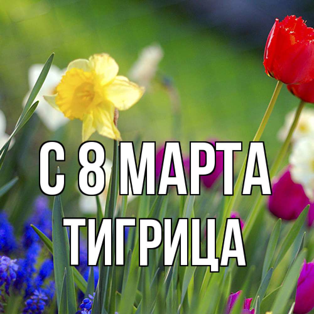 Открытка на каждый день с именем, Тигрица C 8 МАРТА международный женский день 3 Прикольная открытка с пожеланием онлайн скачать бесплатно 