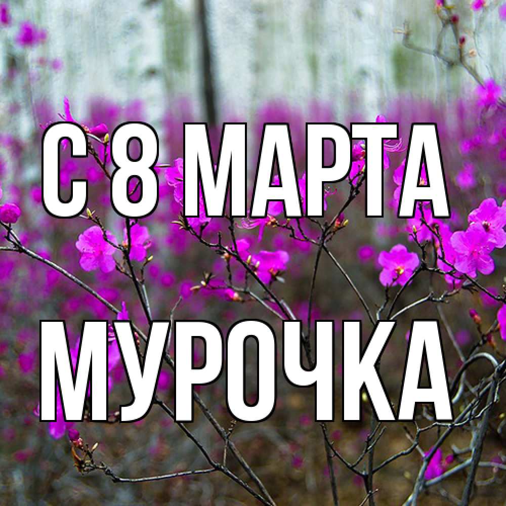 Открытка на каждый день с именем, Мурочка C 8 МАРТА дикие цветы Прикольная открытка с пожеланием онлайн скачать бесплатно 