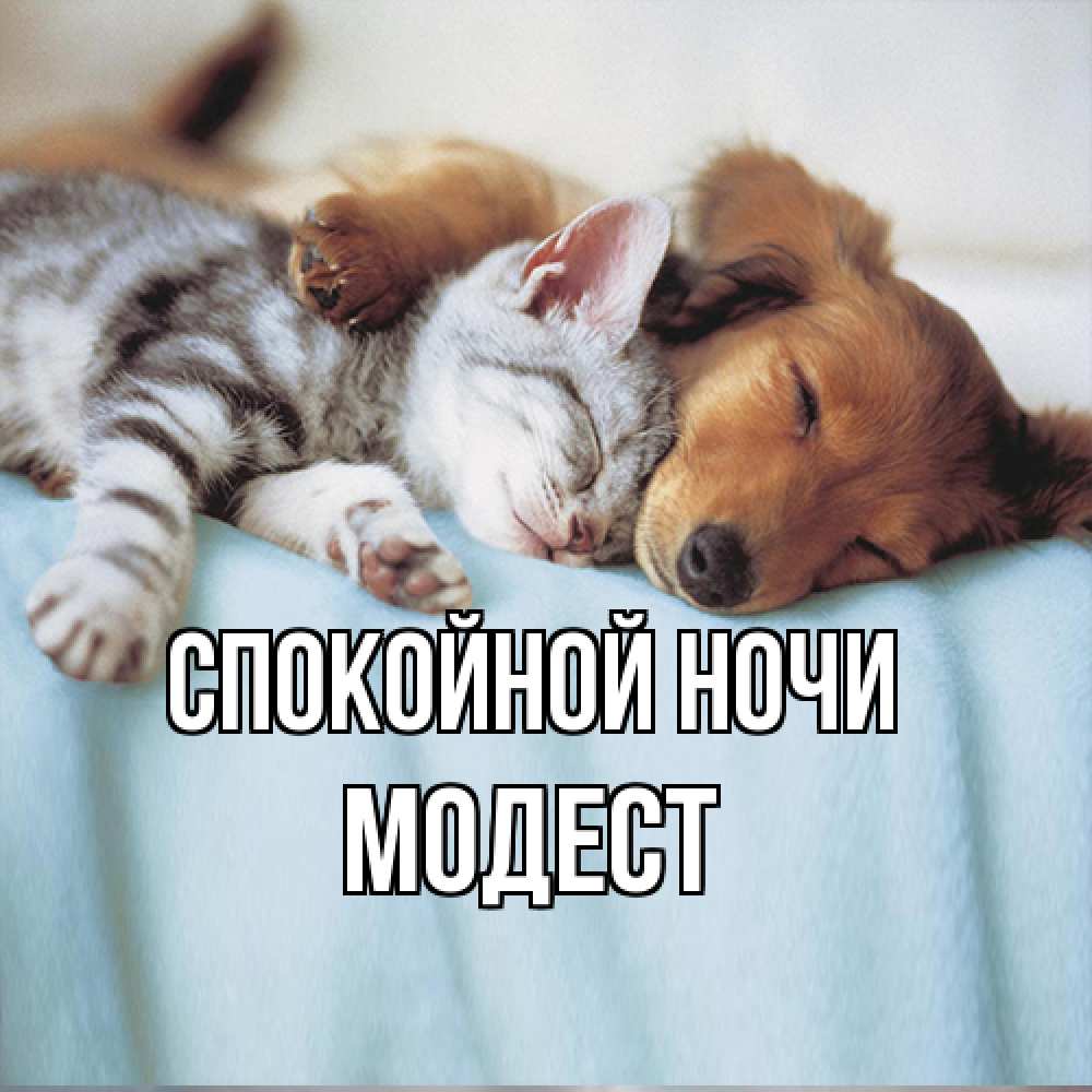 Открытка на каждый день с именем, Модест Спокойной ночи с животными Прикольная открытка с пожеланием онлайн скачать бесплатно 