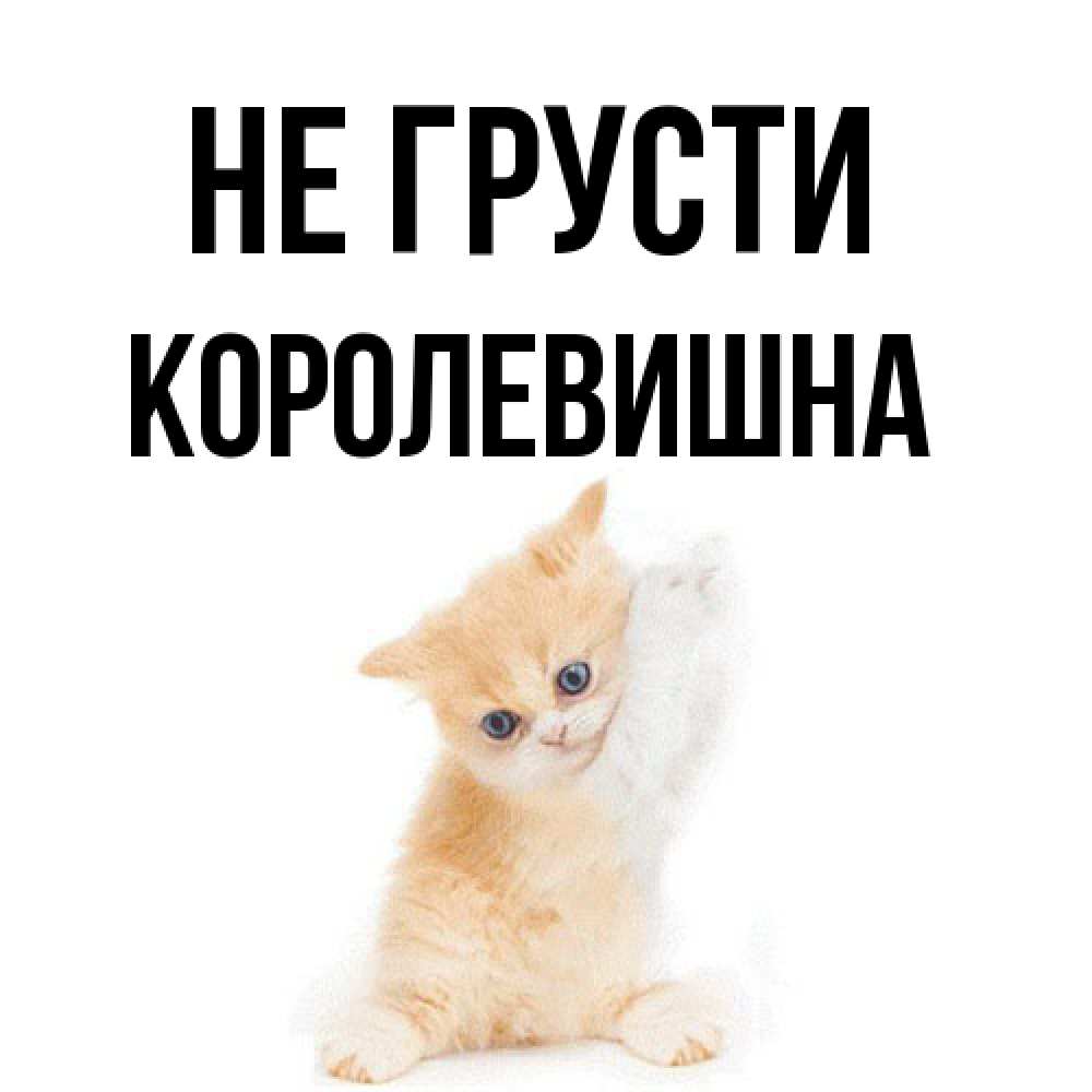 Открытка на каждый день с именем, Королевишна Не грусти просящий кот Прикольная открытка с пожеланием онлайн скачать бесплатно 