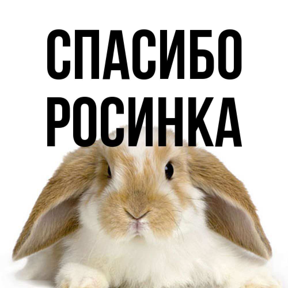 Открытка на каждый день с именем, Росинка Спасибо коричнево белый заяц Прикольная открытка с пожеланием онлайн скачать бесплатно 