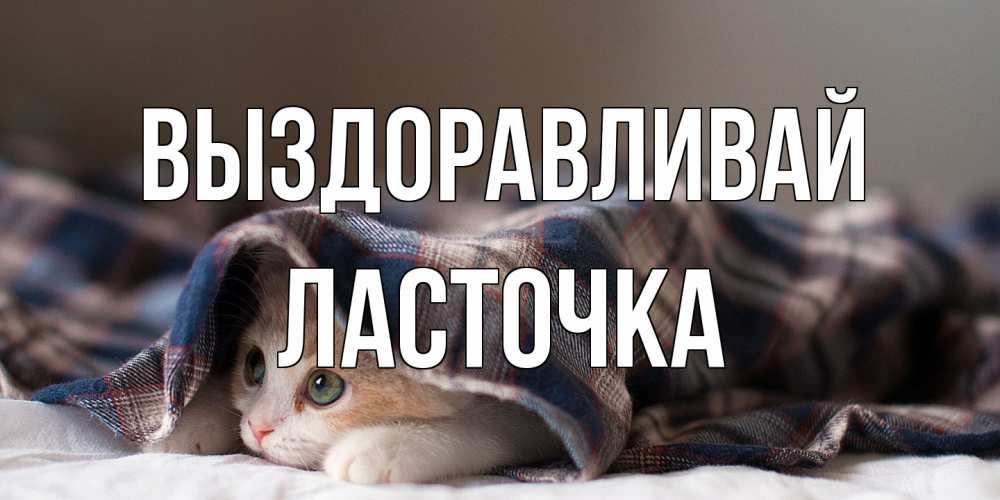 Открытка на каждый день с именем, Ласточка Выздоравливай не болейте с котиком Прикольная открытка с пожеланием онлайн скачать бесплатно 