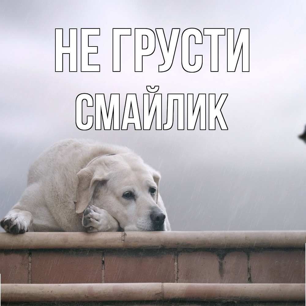 Открытка на каждый день с именем, Смайлик Не грусти белый пес 1 Прикольная открытка с пожеланием онлайн скачать бесплатно 